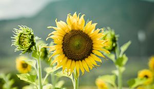 Preview wallpaper sunflowers, flowers, plants, stems