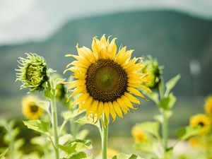 Preview wallpaper sunflowers, flowers, plants, stems