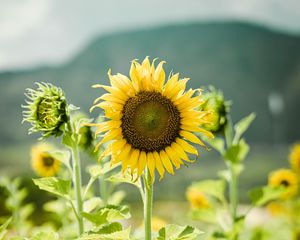 Preview wallpaper sunflowers, flowers, plants, stems