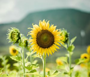 Preview wallpaper sunflowers, flowers, plants, stems