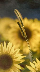 Preview wallpaper sunflowers, flowers, plants, macro