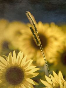 Preview wallpaper sunflowers, flowers, plants, macro