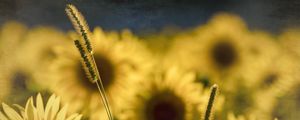 Preview wallpaper sunflowers, flowers, plants, macro