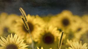 Preview wallpaper sunflowers, flowers, plants, macro