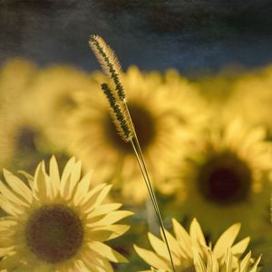 Preview wallpaper sunflowers, flowers, plants, macro