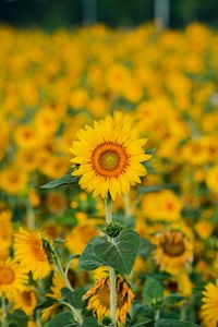 Preview wallpaper sunflowers, flowers, plants, field, yellow