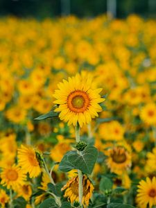 Preview wallpaper sunflowers, flowers, plants, field, yellow