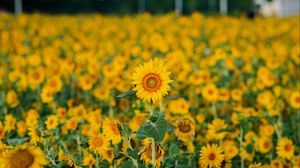 Preview wallpaper sunflowers, flowers, plants, field, yellow