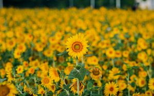 Preview wallpaper sunflowers, flowers, plants, field, yellow