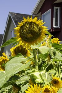 Preview wallpaper sunflowers, flowers, plants, summer