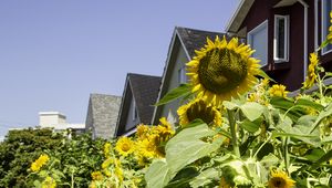 Preview wallpaper sunflowers, flowers, plants, summer