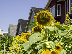 Preview wallpaper sunflowers, flowers, plants, summer