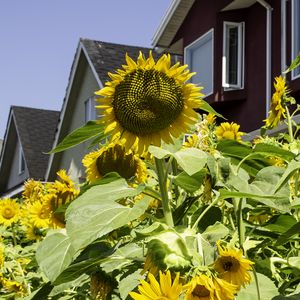 Preview wallpaper sunflowers, flowers, plants, summer