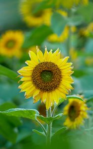 Preview wallpaper sunflowers, flowers, plants, leaves, macro