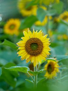 Preview wallpaper sunflowers, flowers, plants, leaves, macro