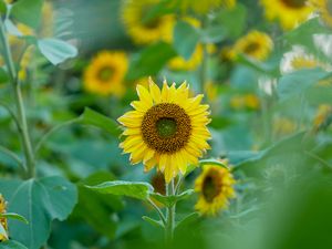 Preview wallpaper sunflowers, flowers, plants, leaves, macro