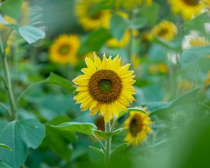 Preview wallpaper sunflowers, flowers, plants, leaves, macro