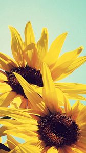 Preview wallpaper sunflowers, flowers, plants, flowering