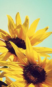 Preview wallpaper sunflowers, flowers, plants, flowering