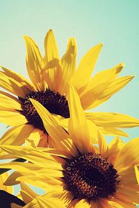 Preview wallpaper sunflowers, flowers, plants, flowering