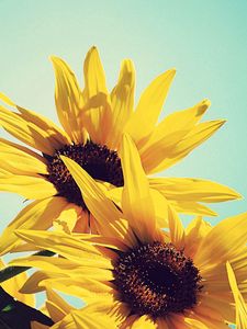 Preview wallpaper sunflowers, flowers, plants, flowering