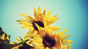 Preview wallpaper sunflowers, flowers, plants, flowering