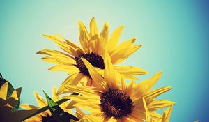 Preview wallpaper sunflowers, flowers, plants, flowering