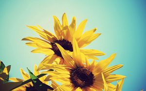 Preview wallpaper sunflowers, flowers, plants, flowering