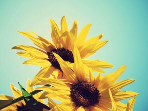 Preview wallpaper sunflowers, flowers, plants, flowering