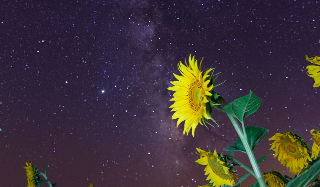 1024x600 Wallpaper sunflowers, flowers, starry sky, night