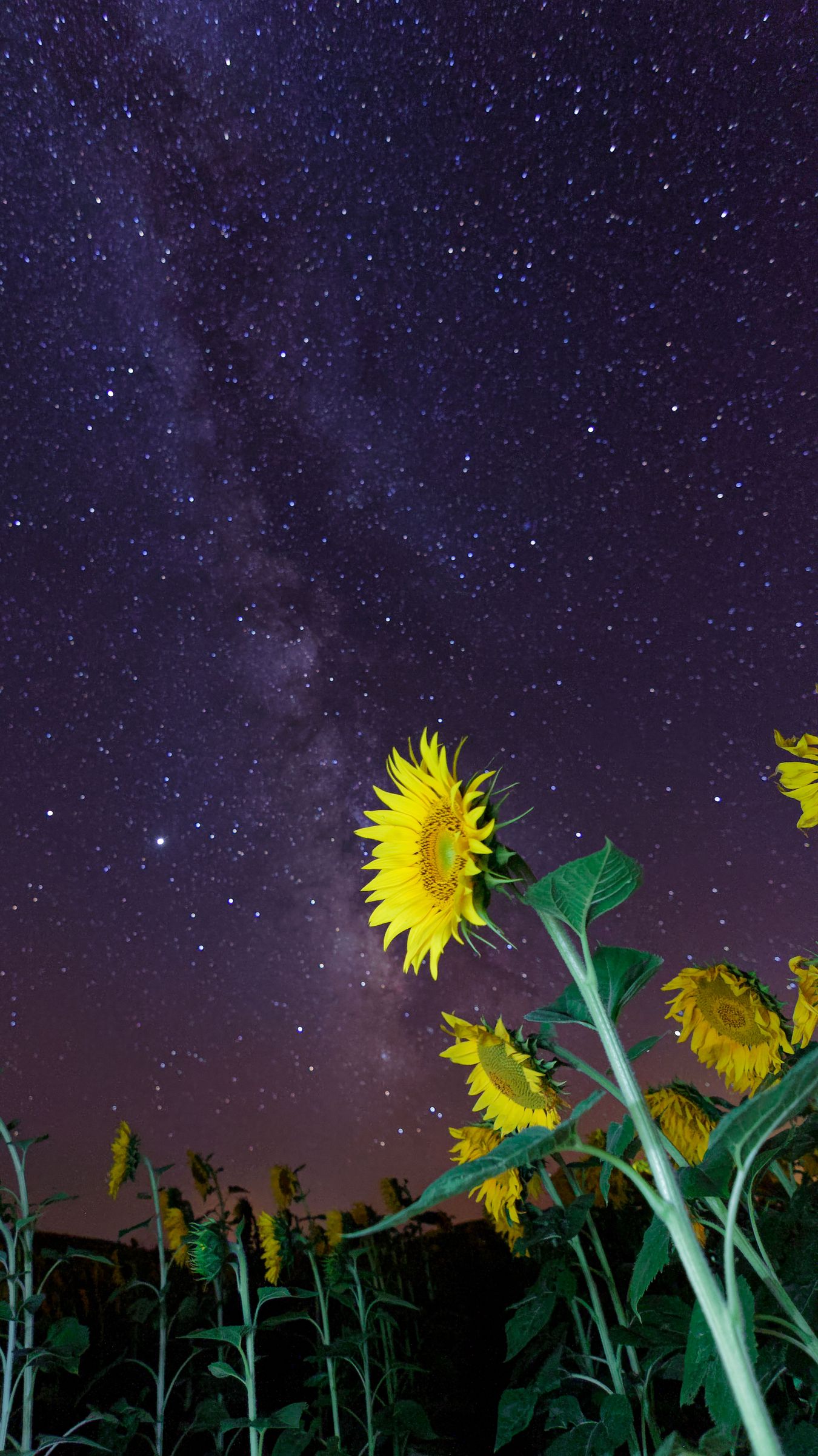 1350x2400 Wallpaper sunflowers, flowers, starry sky, night