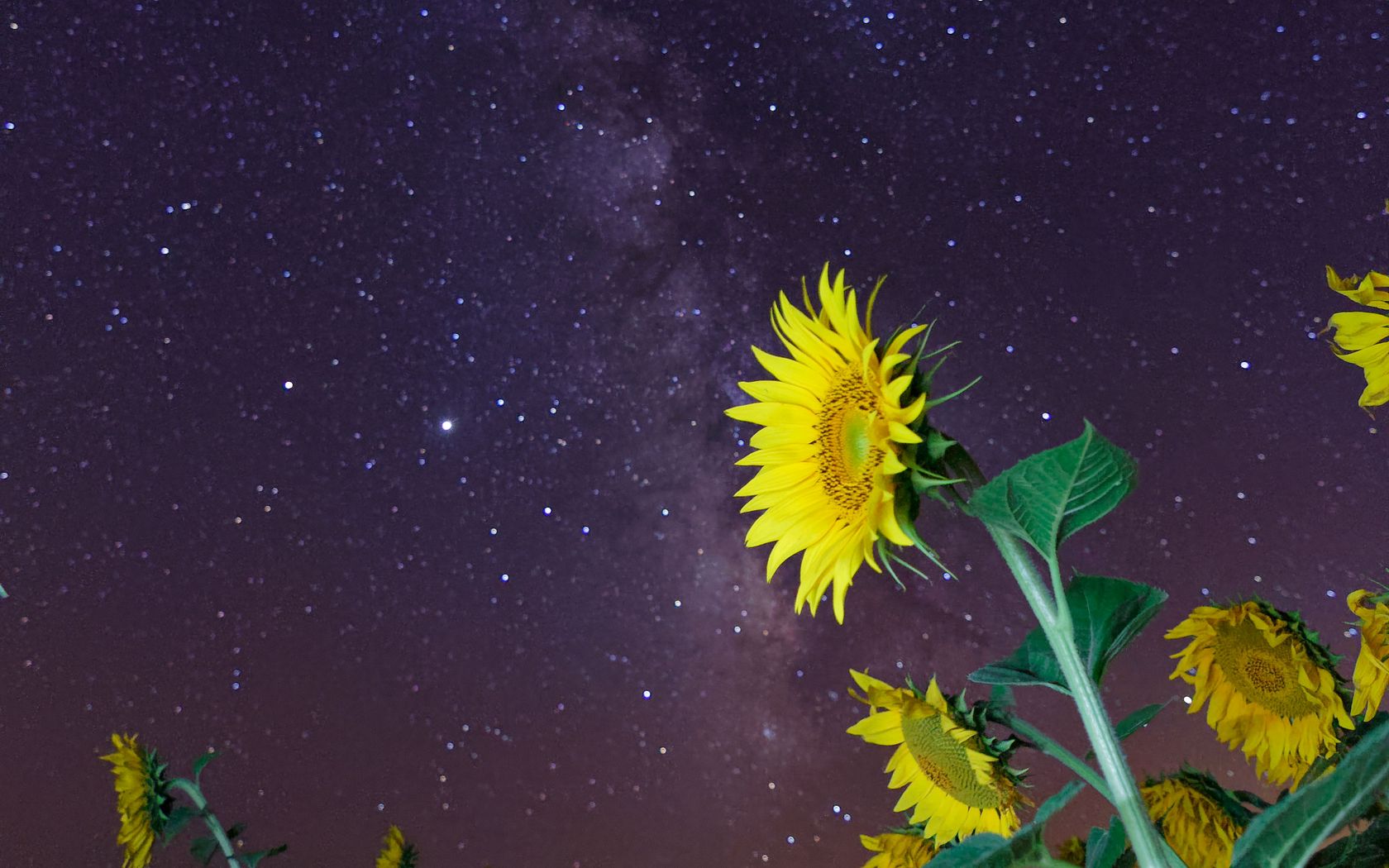 1680x1050 Wallpaper sunflowers, flowers, starry sky, night