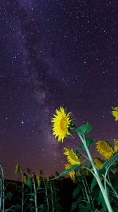 Preview wallpaper sunflowers, flowers, starry sky, night