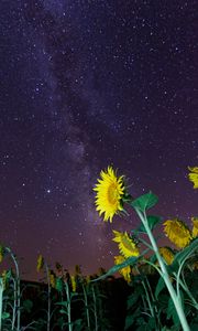 Preview wallpaper sunflowers, flowers, starry sky, night