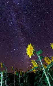 Preview wallpaper sunflowers, flowers, starry sky, night