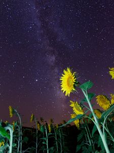 Preview wallpaper sunflowers, flowers, starry sky, night