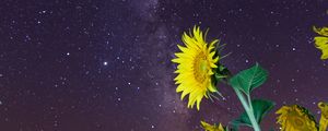 Preview wallpaper sunflowers, flowers, starry sky, night