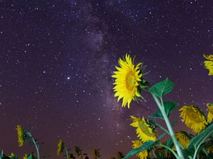 Preview wallpaper sunflowers, flowers, starry sky, night