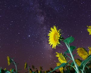 Preview wallpaper sunflowers, flowers, starry sky, night