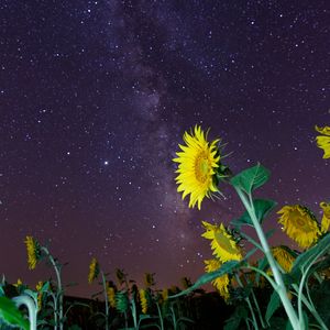 Preview wallpaper sunflowers, flowers, starry sky, night