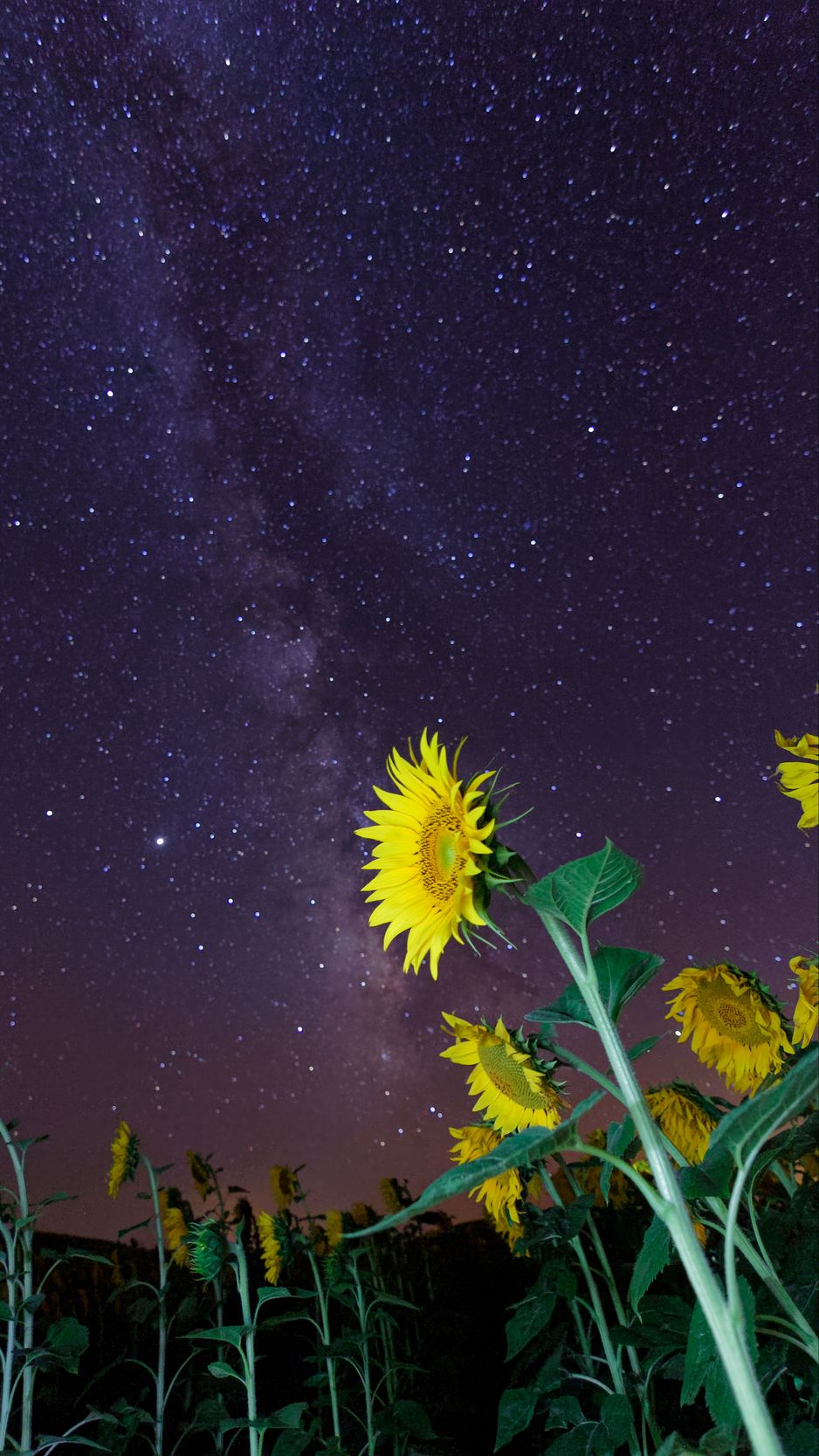 938x1668 Wallpaper sunflowers, flowers, starry sky, night