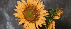 Preview wallpaper sunflowers, flowers, vase, books, camera