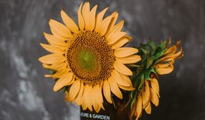 Preview wallpaper sunflowers, flowers, vase, books, camera