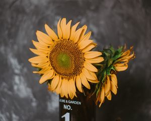 Preview wallpaper sunflowers, flowers, vase, books, camera