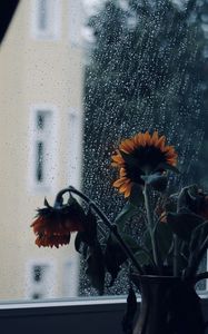 Preview wallpaper sunflowers, flowers, vase, window, rain