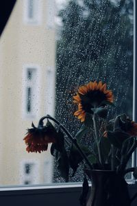 Preview wallpaper sunflowers, flowers, vase, window, rain