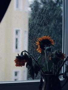 Preview wallpaper sunflowers, flowers, vase, window, rain