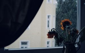 Preview wallpaper sunflowers, flowers, vase, window, rain