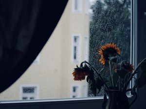 Preview wallpaper sunflowers, flowers, vase, window, rain