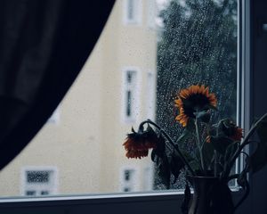 Preview wallpaper sunflowers, flowers, vase, window, rain
